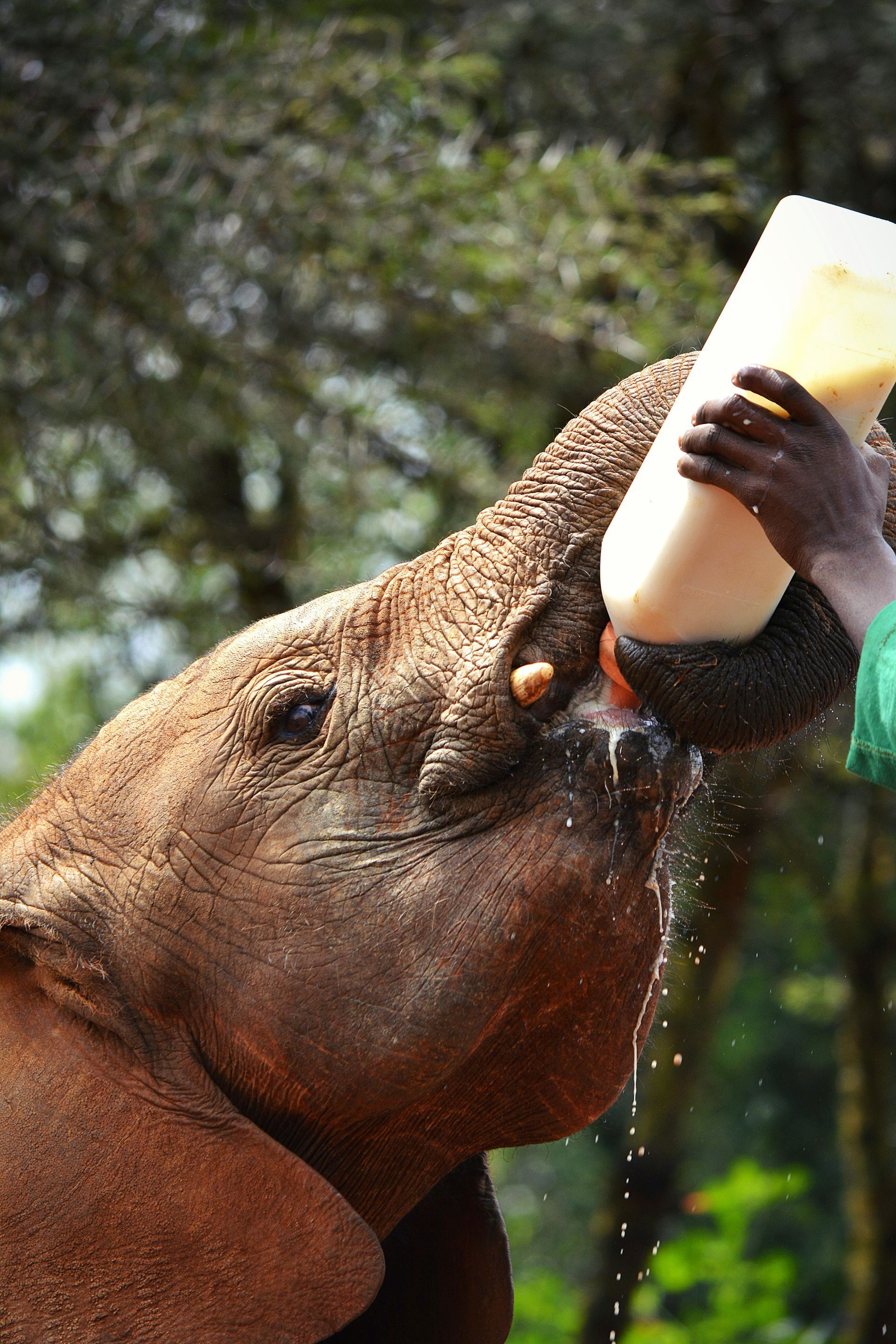 elephant drinking from a bottle held by a person, outdoors. The elephant's skin is reddish-brown; milk drips from its trunk.