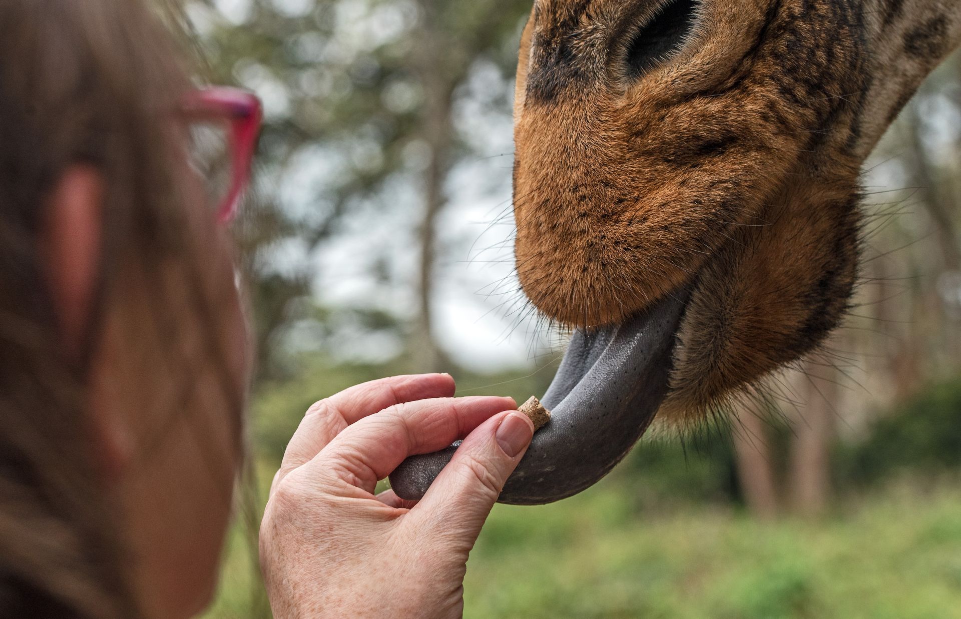 A person feeds a giraffe, holding a treat for its long, blue tongue. The giraffe is outdoors.