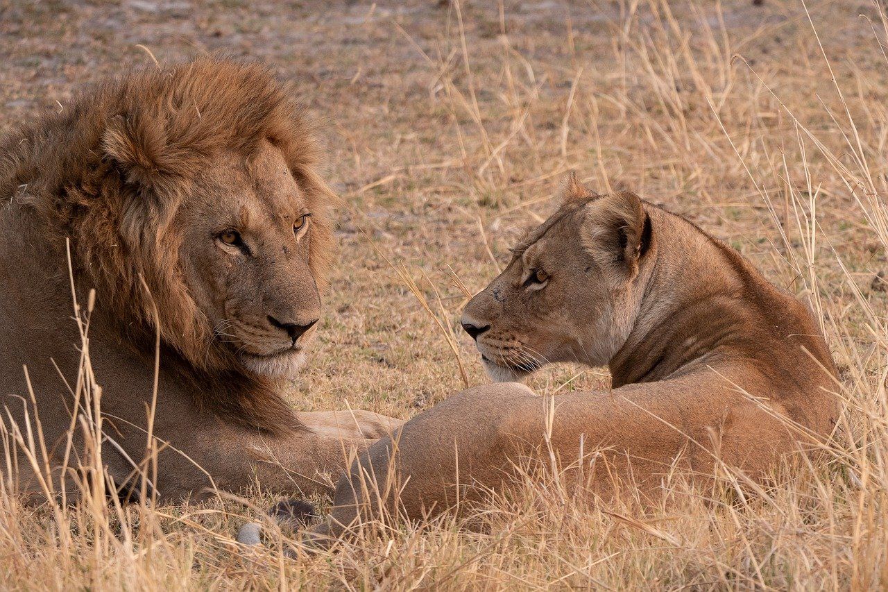 Lion and lioness resting in dry, grassy field, facing each other. Warm, earthy tones with sunlit fur.