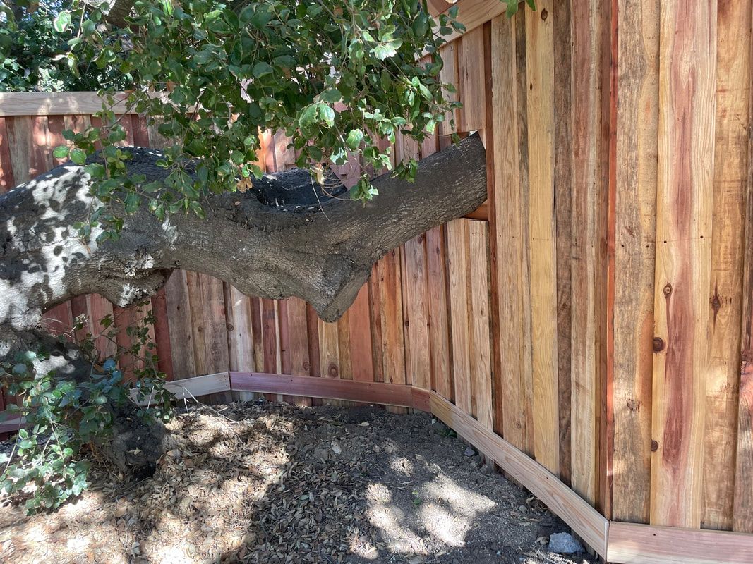 A tree branch is hanging over a wooden fence.
