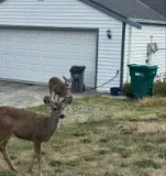 Two deer stand in a residential yard near a white garage with a green trash bin.