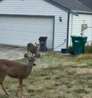 Two deer stand in a residential yard near a white garage with a green trash bin.