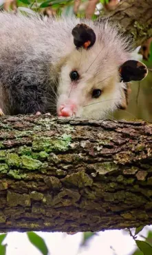A Virginia opossum with a white face and shaggy gray-white fur resting on a mossy tree branch.