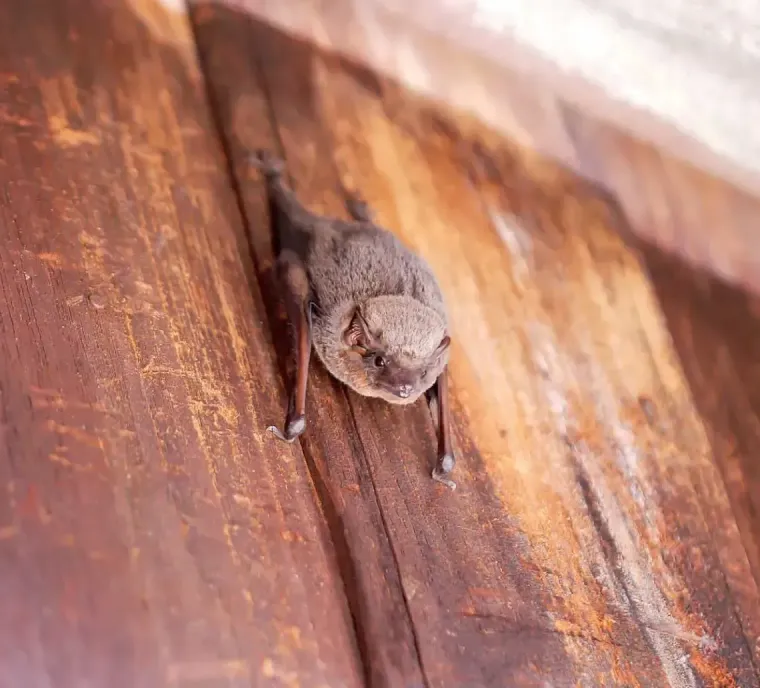 A small brown bat roosts on a textured wooden surface, viewed from a slightly elevated angle.