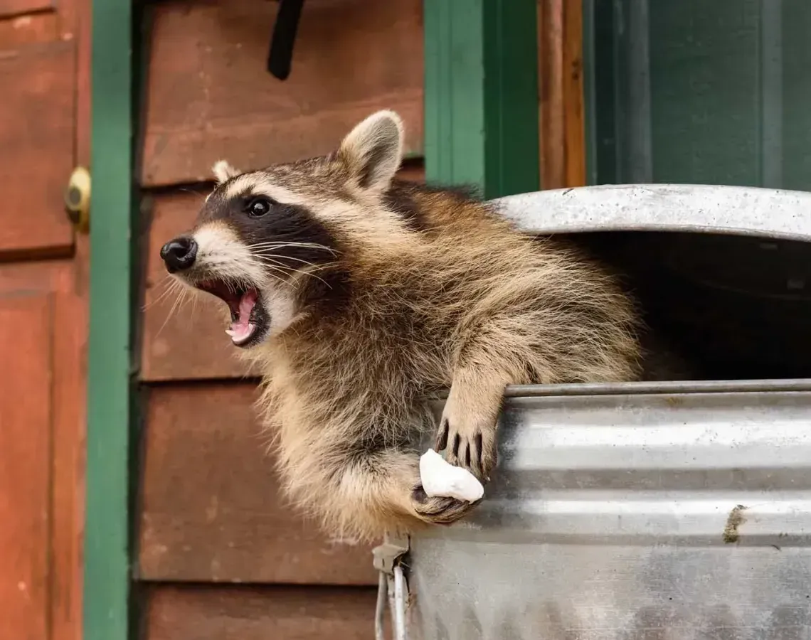 A raccoon with its mouth open peers out of a metal trash can, holding a small piece of white food in its paw.