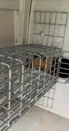 A tan-colored animal, likely a squirrel, peeking out from behind a wire mesh screen attached to a painted wall.