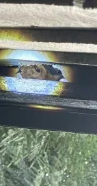 A small, brown bird rests in the narrow, shadowed space between wooden slats of a deck or structure.