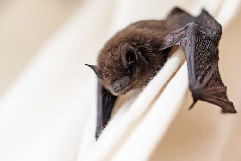 A small, brown bat with folded, leathery wings resting on a soft, cream-colored surface.