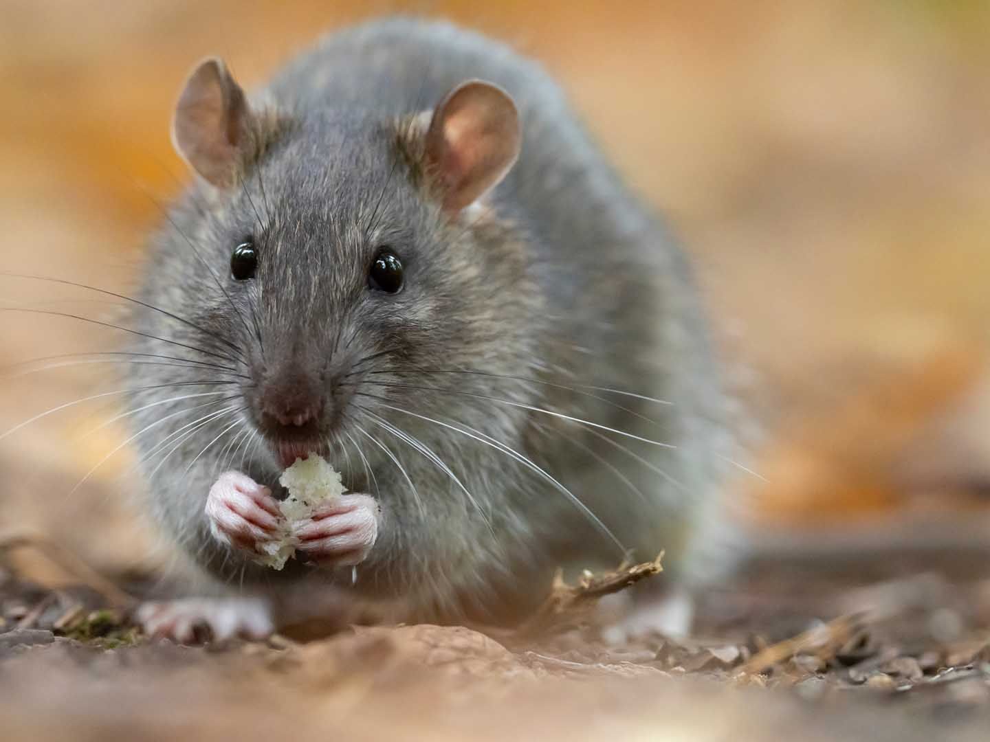 A gray rat sits on the ground, holding and eating a small piece of food with its front paws.