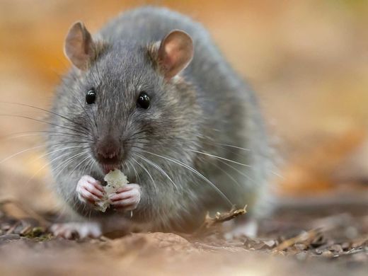 A gray rat sits on the ground, holding and eating a small piece of food with its front paws.