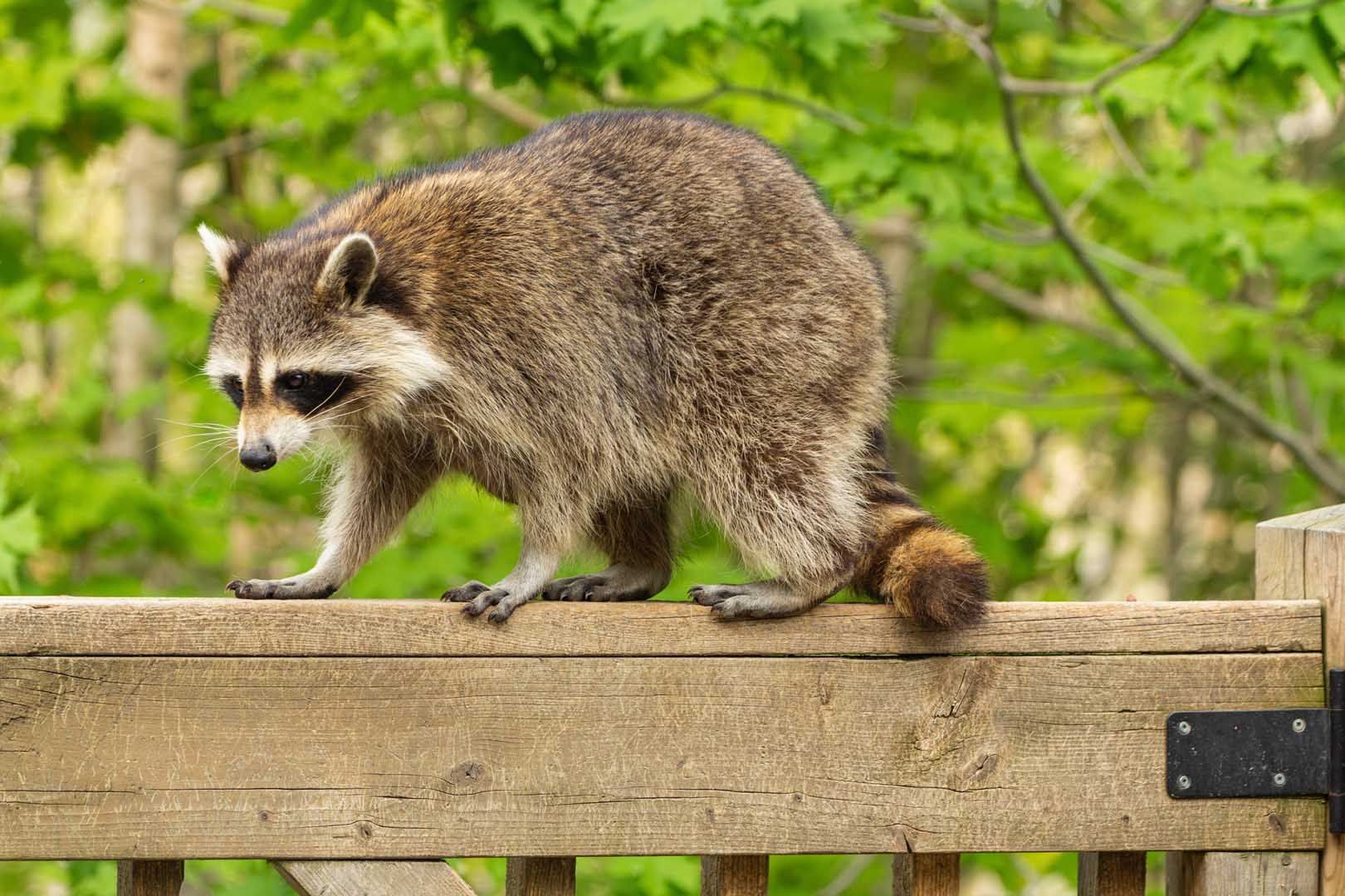 A raccoon with its signature black mask walks along the top edge of a weathered wooden fence against a background of trees.