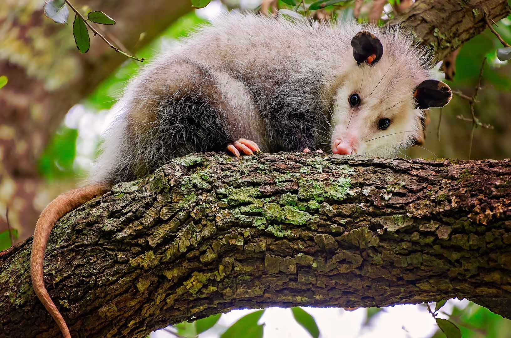 A white and grey Virginia opossum with a pink nose and long tail rests on a thick, lichen-covered tree branch.