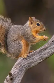A squirrel with gray and orange fur sitting on a textured tree branch and eating.