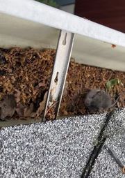 Two mice nestled in a debris-filled roof gutter near a metal bracket and asphalt shingles.