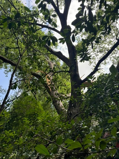 Looking up at a tree with lots of leaves in a forest.