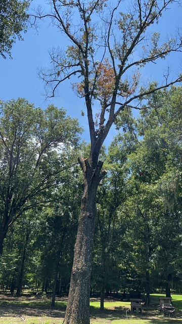 A tree in a park with a blue sky in the background