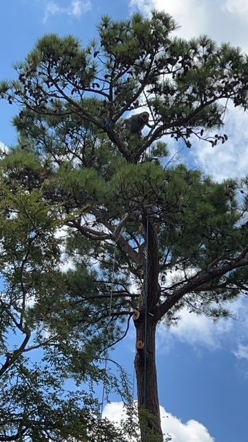A large pine tree with a blue sky in the background