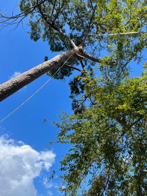 A person is cutting a tree with a chainsaw on a sunny day.