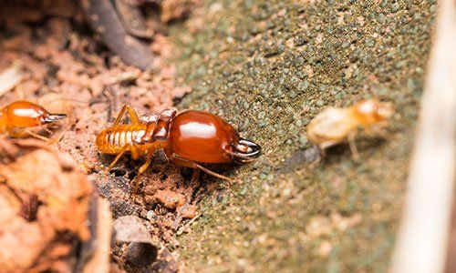 Termites Are on Stumps — Rogersville, TN — East Tennessee Pest Control