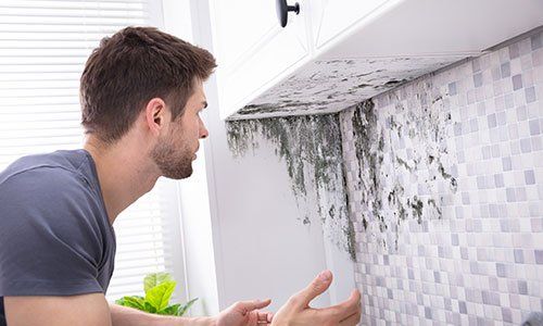 Man Looking At Mold — Rogersville, TN — East Tennessee Pest Control