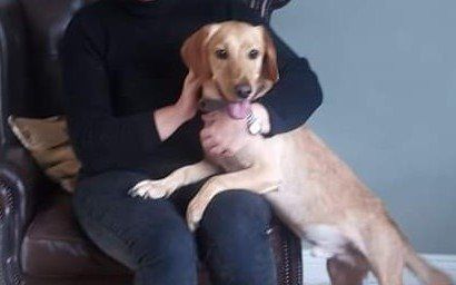 Rehoming Labradors Looking For A Home