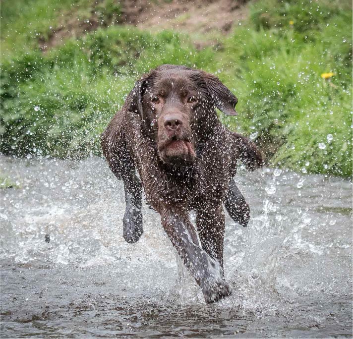 Charity helping Foster, Adopt and Rehoming Labradors in need