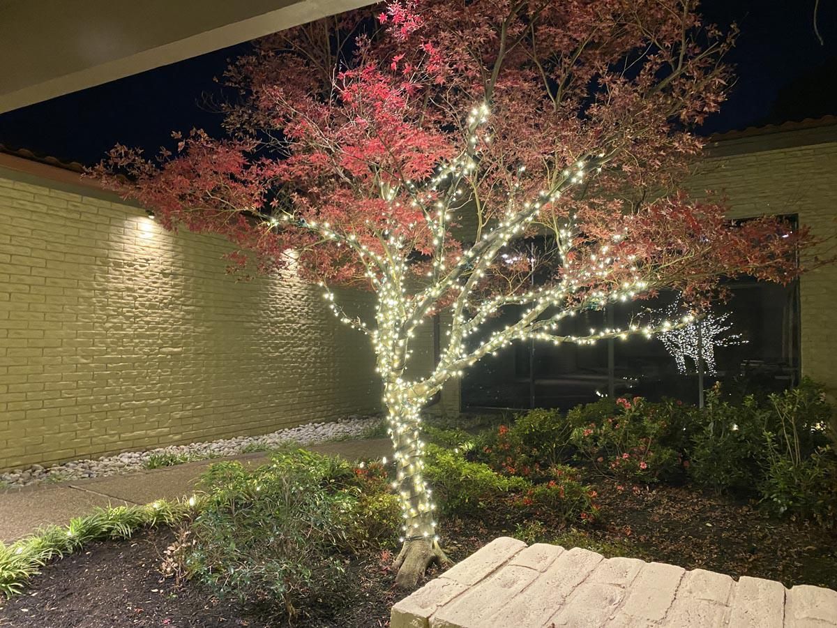 Tree with red illuminated at night. Located in front of a brick wall and a building with a dark window.