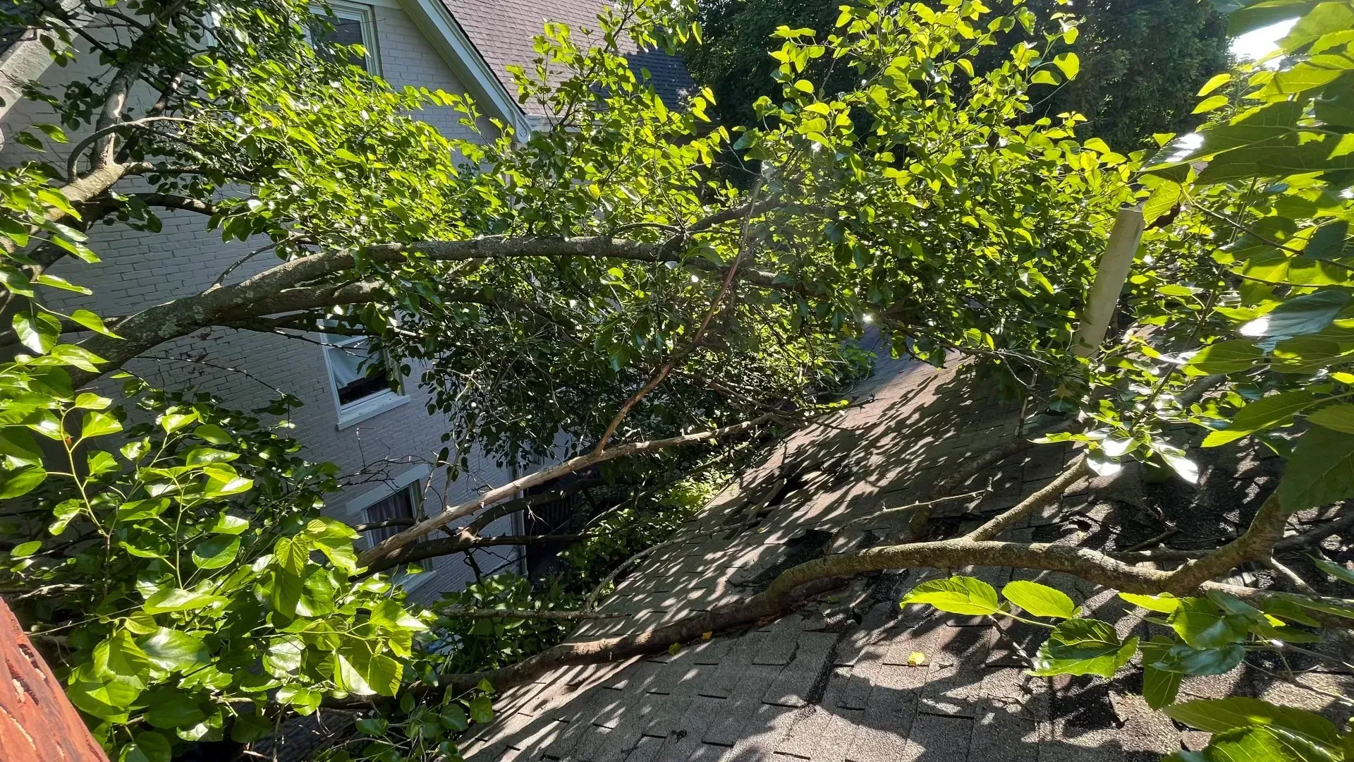 A tree has fallen on the roof of a house.