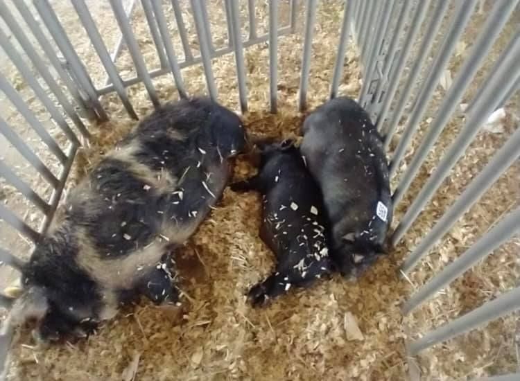 Three black and white pigs in a metal pen with wood shavings, one large and two smaller.