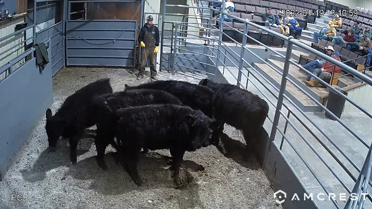 Black cattle in a pen at a livestock auction, a person stands nearby, and spectators sit in the stands.