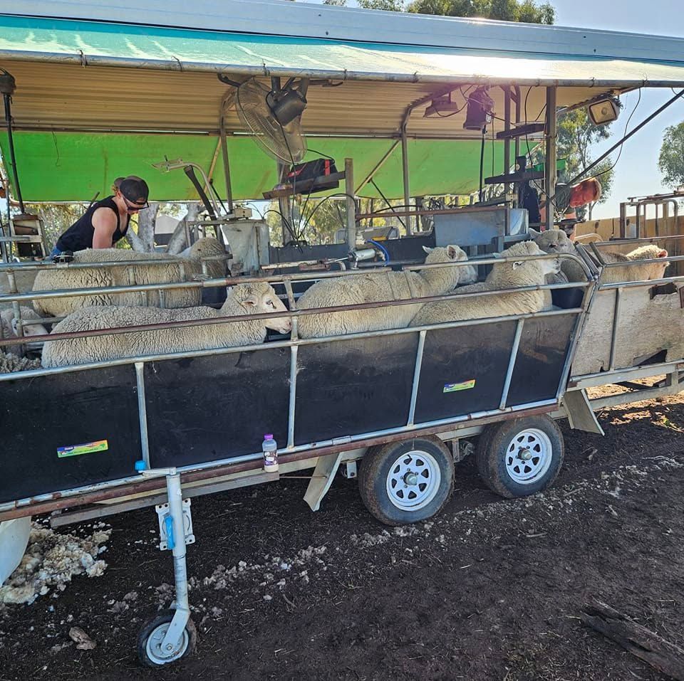 Sheep in a livestock trailer with a canopy, parked outdoors on a sunny day — Dusty Rural Contracting in Coolac, NSW