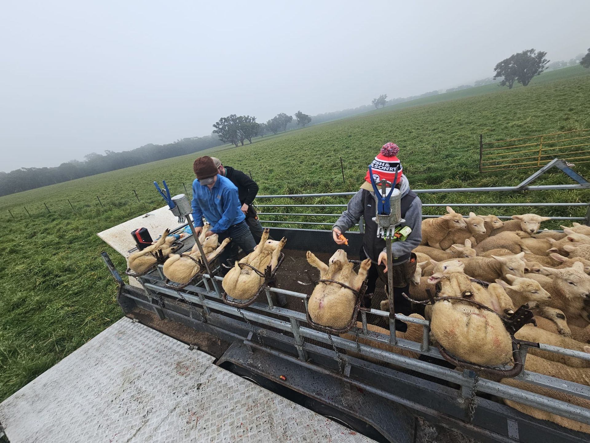 Workers loading sacks of produce on a truck in a foggy farm field — Dusty Rural Contracting in Coolac, NSW