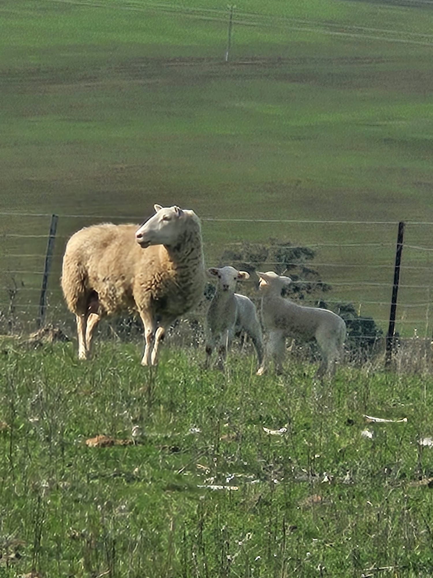 Sheep and lambs standing in a grassy field beside a wire fence — Dusty Rural Contracting in Coolac, NSW