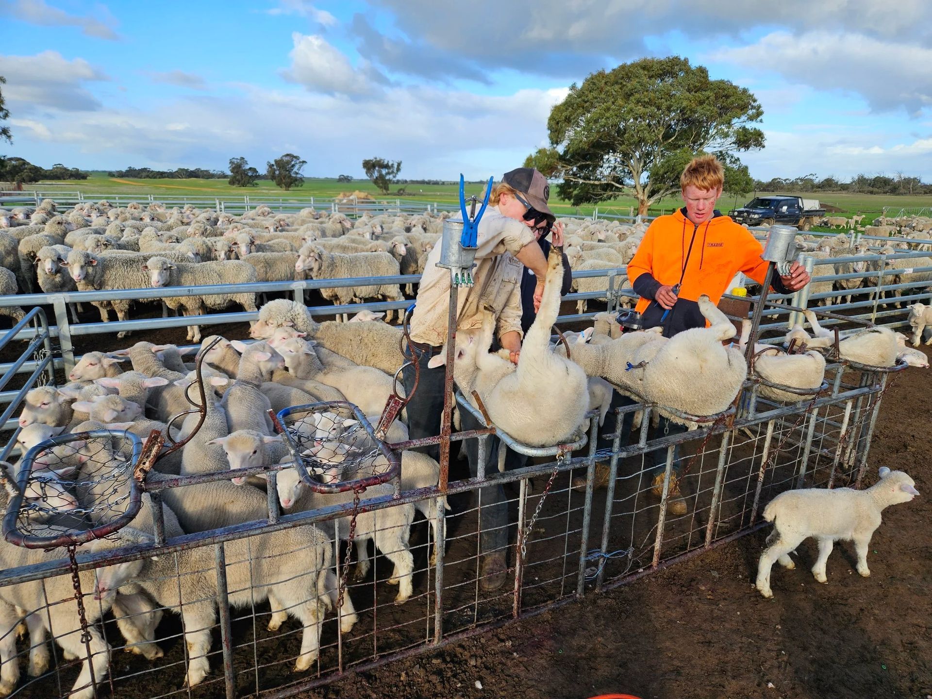 People shearing sheep in a fenced livestock pen on a farm, with many sheep packed in the background. — Dusty Rural Contracting in Yass, NSW