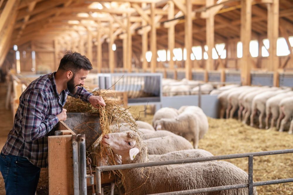 Man Feeding Sheep Hay Inside a Wooden Barn — Dusty Rural Contracting in Cootamundra, NSW