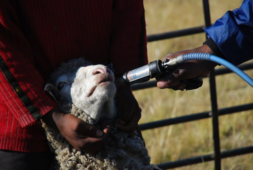 Sheep Being Shaved With Electric Clippers by a Person in Red Plaid — Dusty Rural Contracting in Forbes, NSW