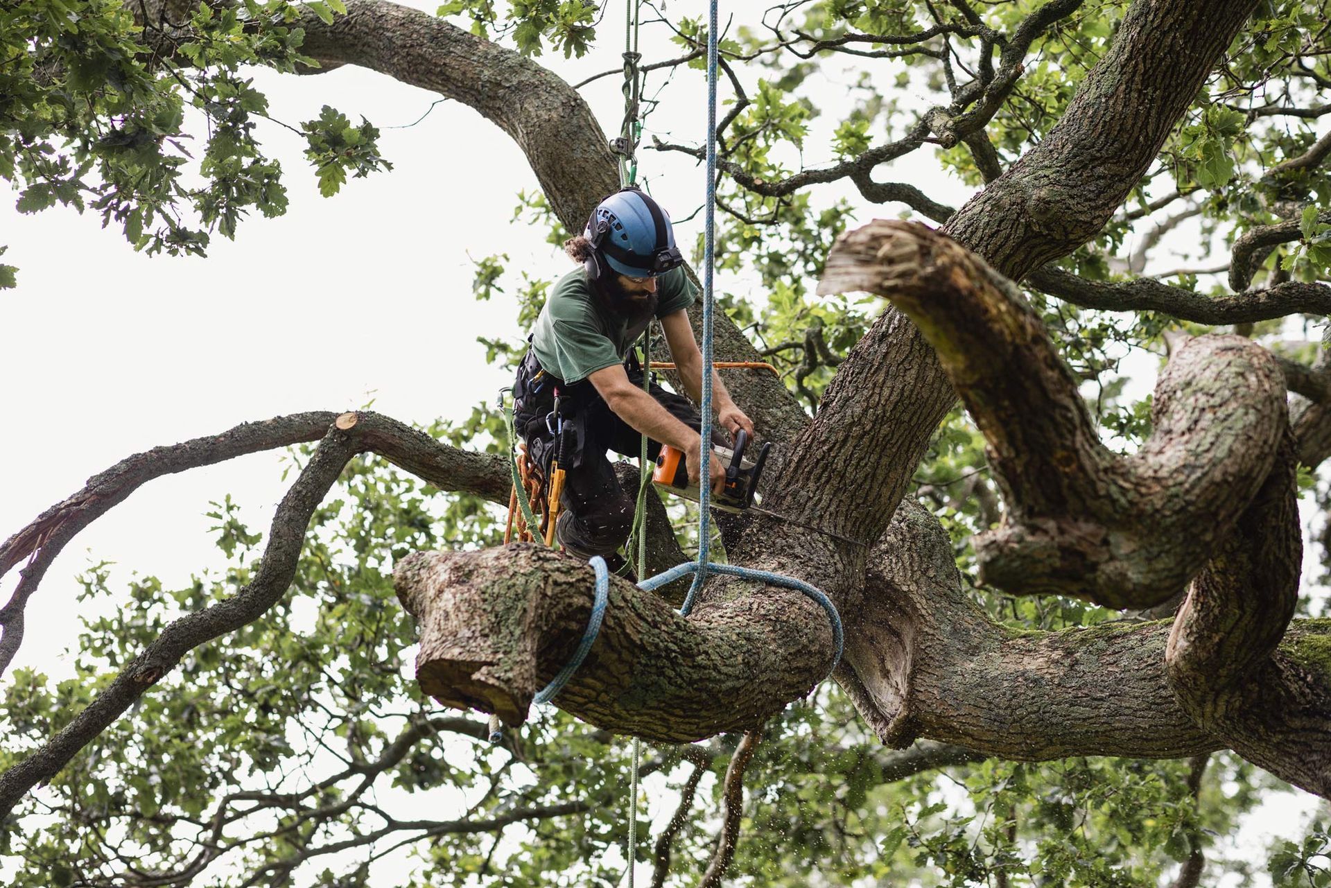 Arborist using a chainsaw to cut a tree branch