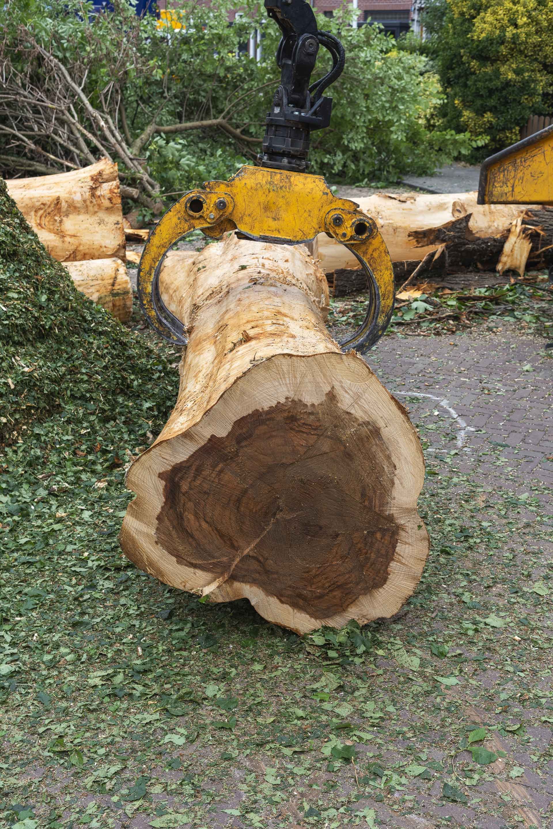 A tree log held by a yellow industrial claw, surrounded by wood chips on pavement.