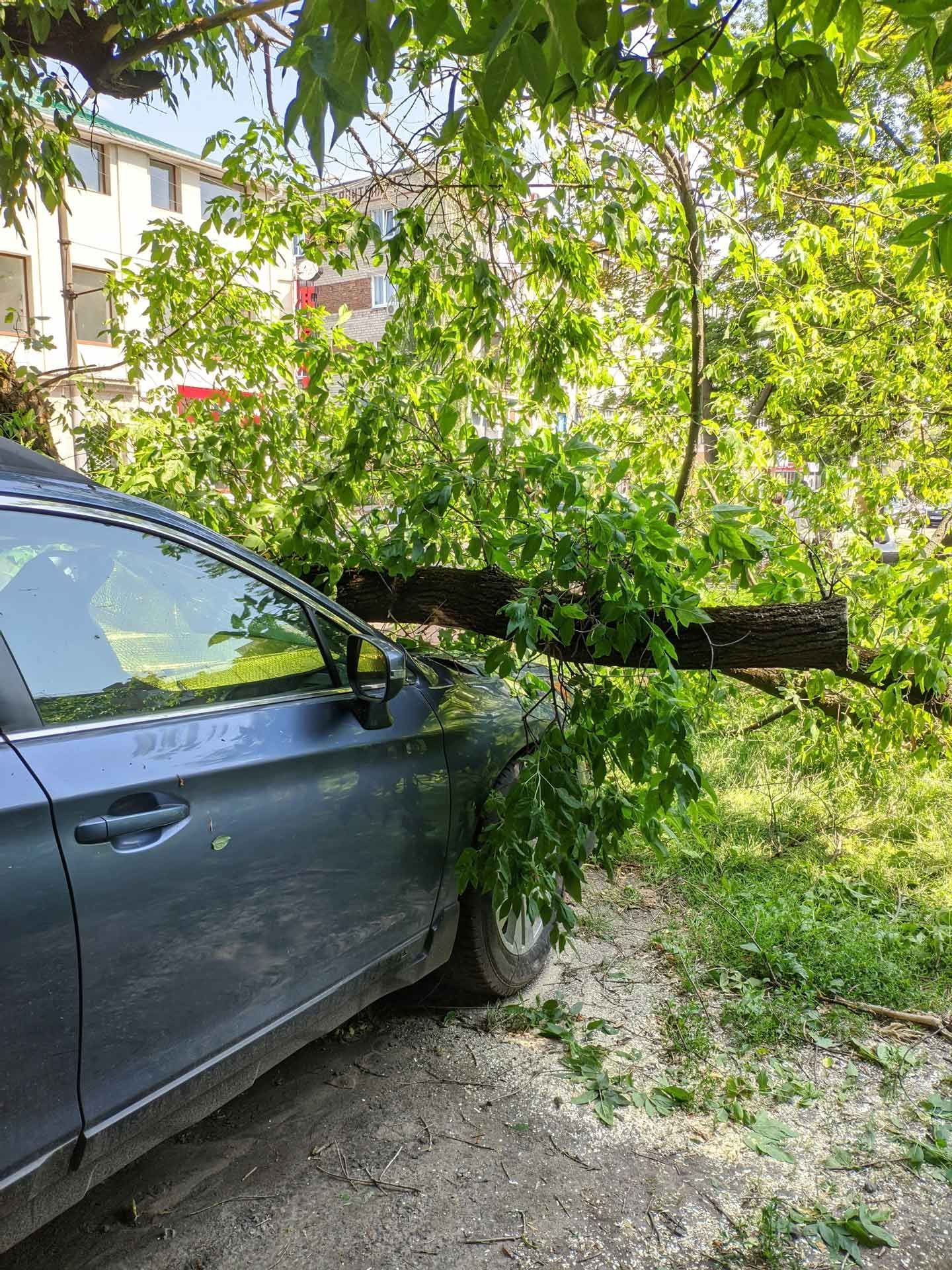 A tree has fallen onto a blue car, in front of a building. Green leaves and broken branches.