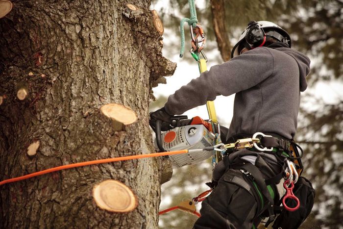 Arborist cutting a tree with a chainsaw, secured by ropes and a harness.
