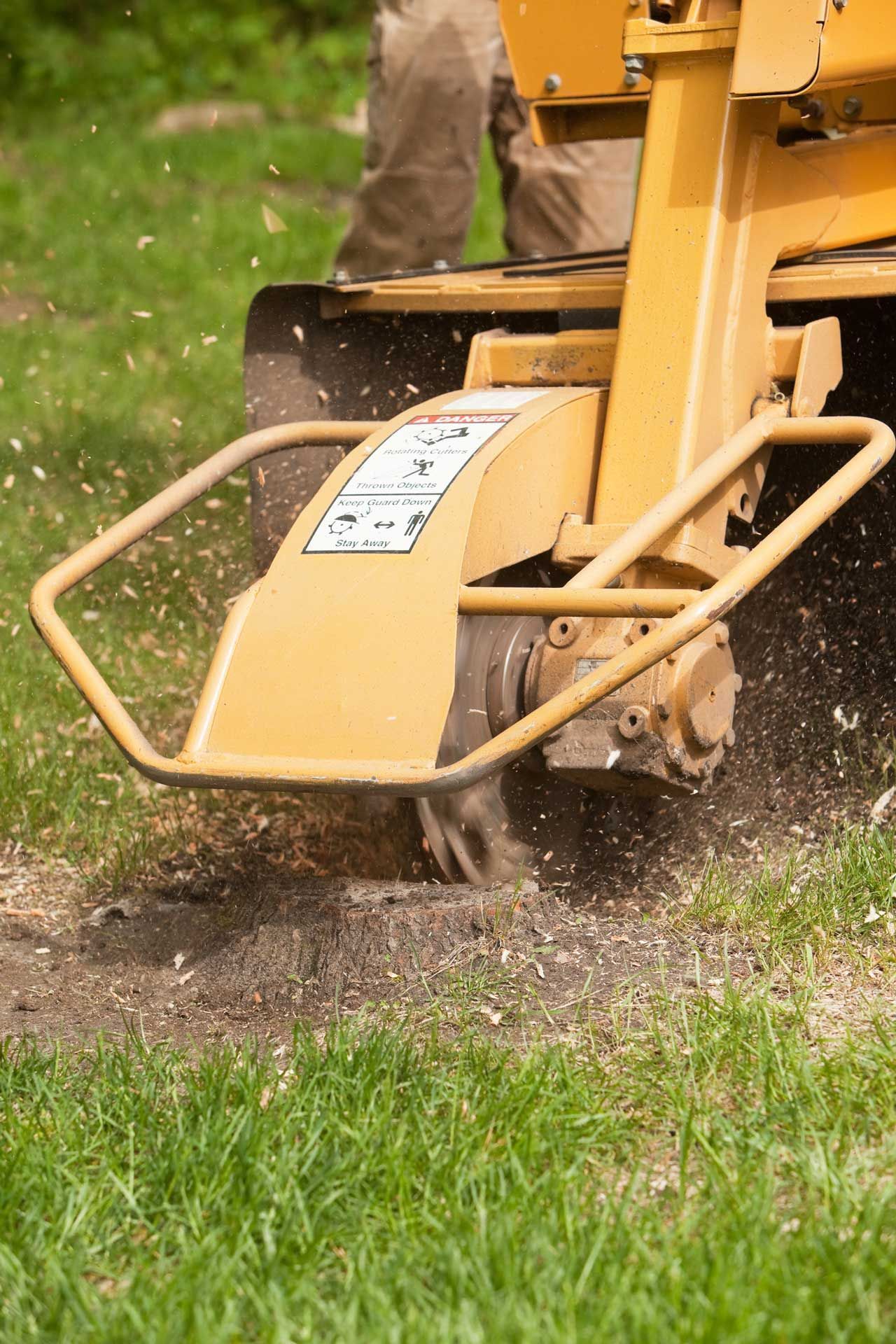 Yellow stump grinder grinding a tree stump, sending wood chips flying.