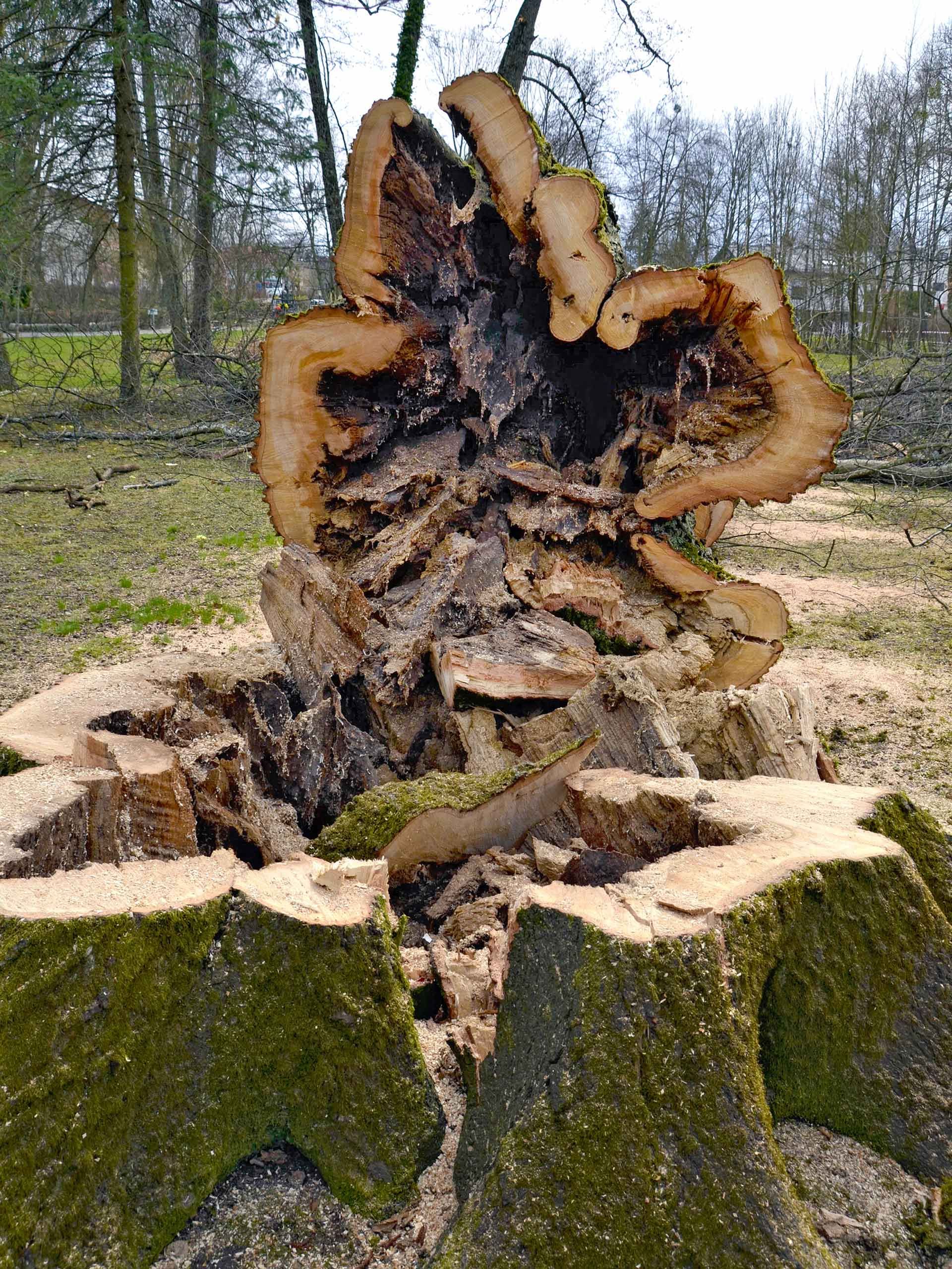 A decaying tree stump with exposed inner wood; surrounded by sawdust and moss. Green grass and trees in the background.
