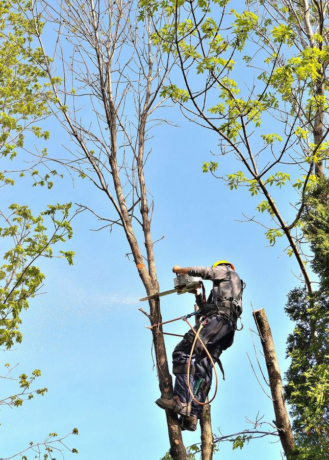 Arborist cutting a tree with a chainsaw, secured by ropes and a harness.