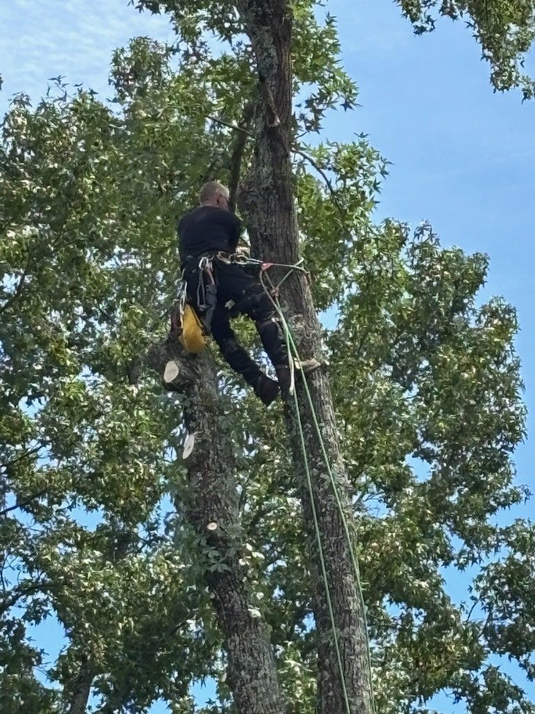 Arborist using a chainsaw to cut a tree branch
