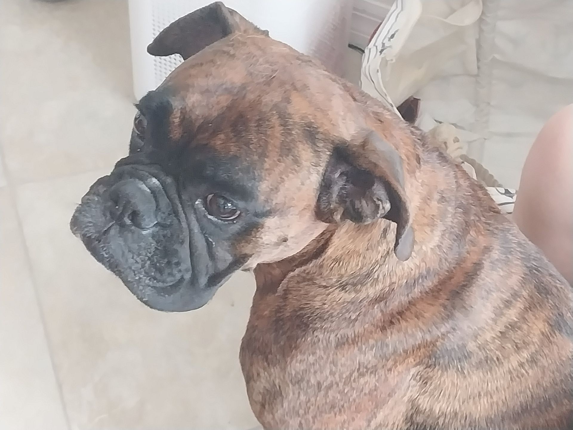 Brady checking out the backyard