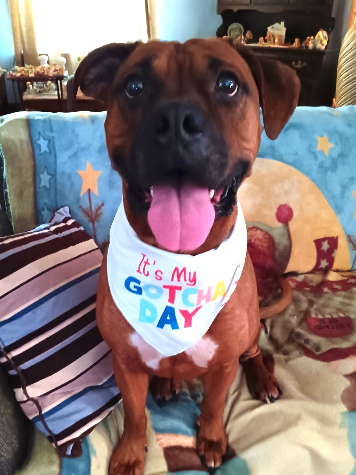 Macaroni's gotcha day