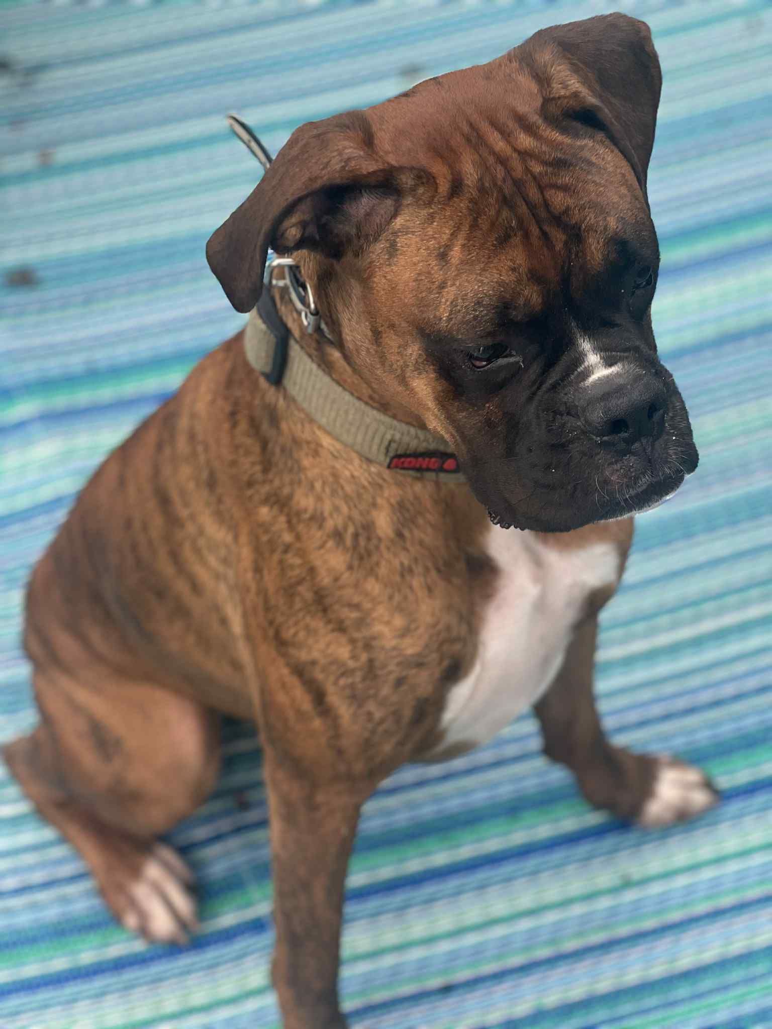 Brady checking out the backyard