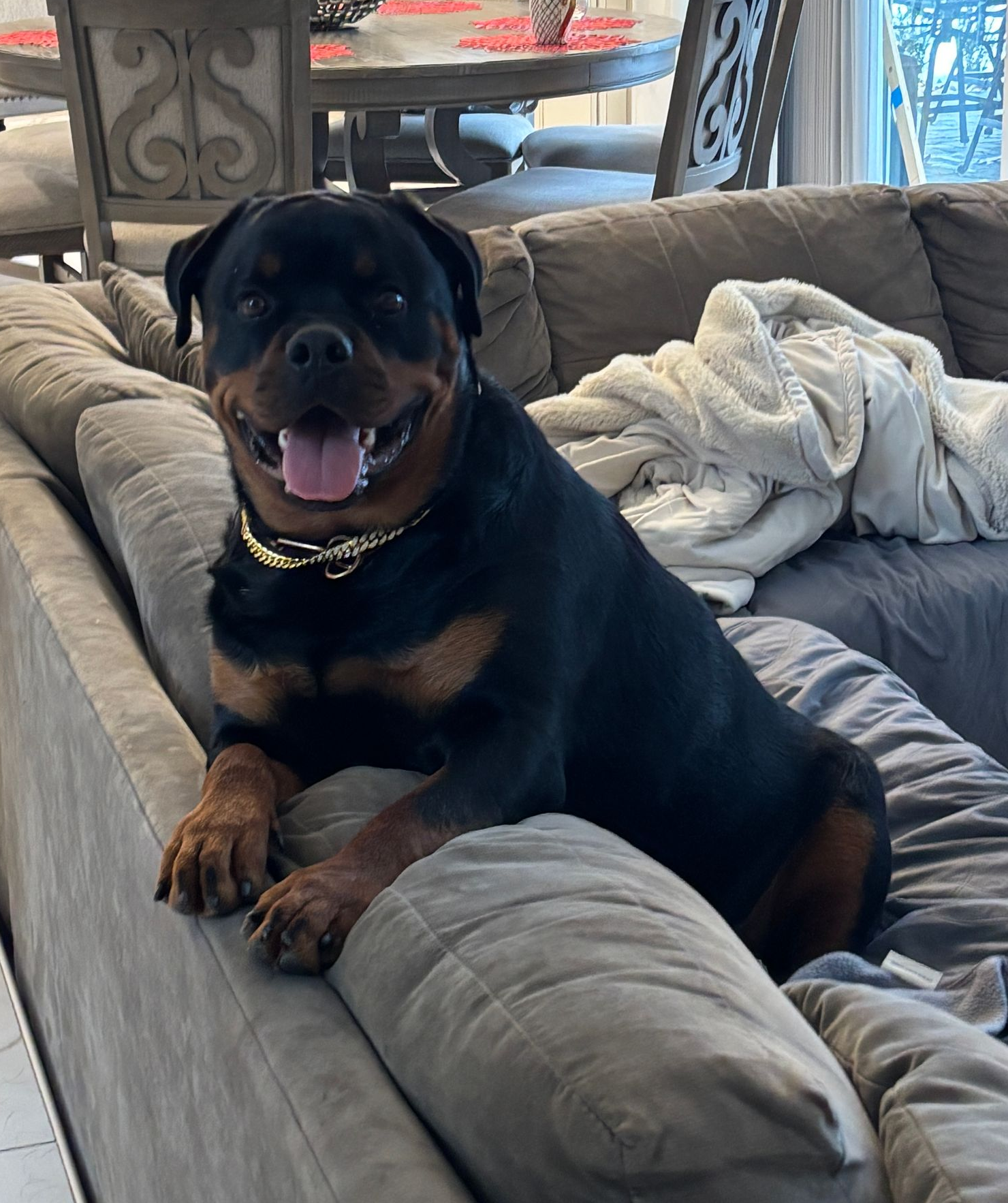 Brady checking out the backyard