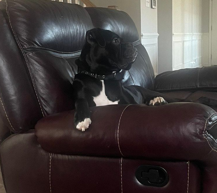 Brady checking out the backyard