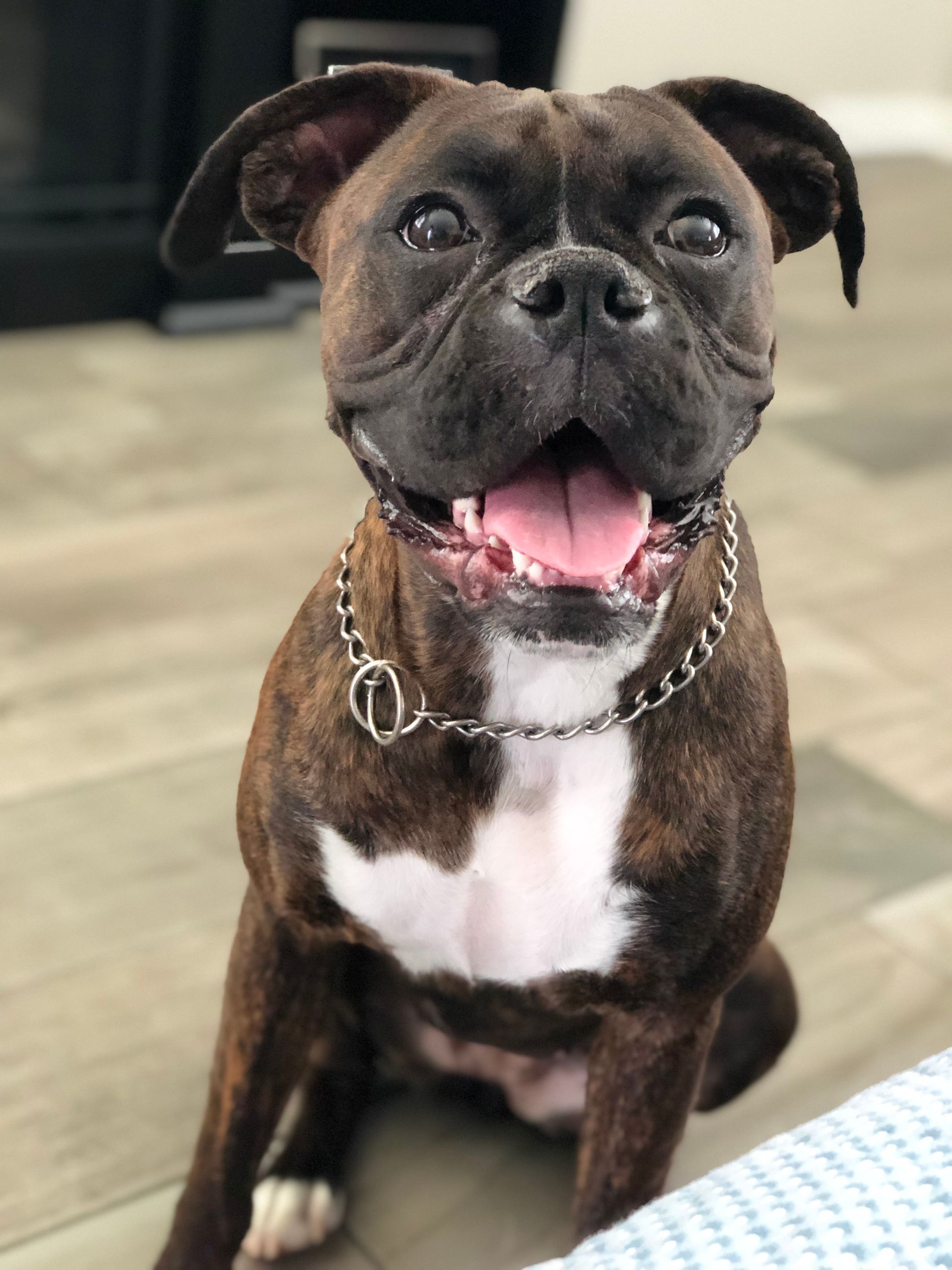 Brady checking out the backyard
